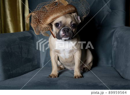 A pedigreed dog bulldog with a funny dark muzzle with big ears and black eyes sits posing at the cozy chair in a vintage lady's hat on his head looks attentively into the camera funny tilting his head A pedigreed dog bulldog with a funny dark muzzle with big ears and black eyes sits posing at the cozy chair in a vintage lady's hat on his head looks attentively into the camera funny tilting his head 89959564