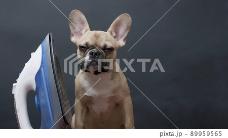 Bulldog dog sits on an ironing board next to an electric iron indoors on a black background. French bulldog ironing clothes while looking carefully into the camera. 89959565