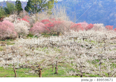 満開の梅園 満開の梅園 89959671