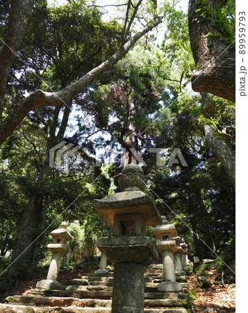 対馬萬松院(万松院)の森の中にある灯篭 89959793