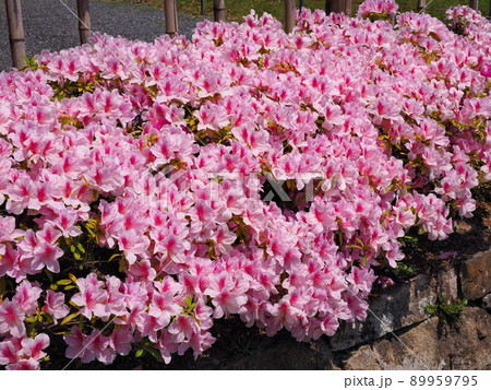 対馬の玄海ツツジの群生写真 89959795