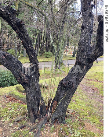 二股に別れた樹木 二股に別れた樹木 89959849