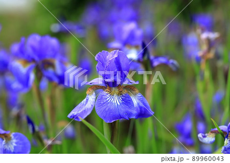 アヤメの花 アヤメの花 89960043