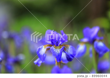 アヤメの花 89960044