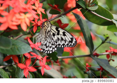 オオゴマダラ蝶 89960081