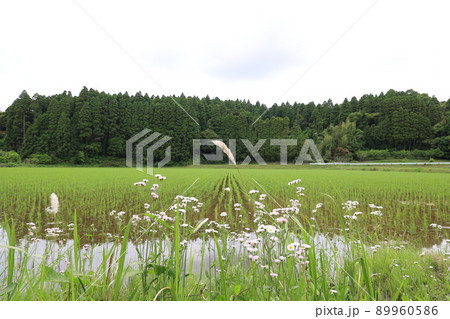 曇りの田んぼ 89960586