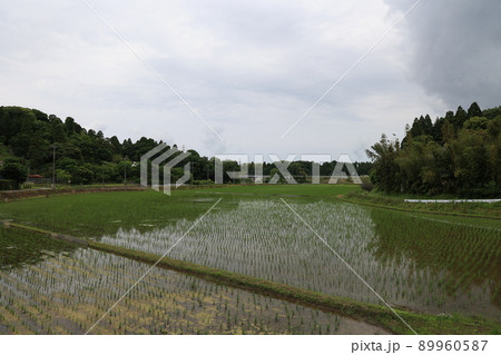 曇りの田んぼ 89960587