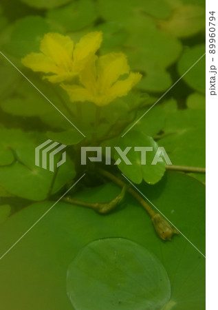 夏の花:アサザ 初夏から夏にかけて、水辺に生えるミツガシワ科の浮葉植物で、黄色い花が咲く。 夏の花:アサザ 初夏から夏にかけて、水辺に生えるミツガシワ科の浮葉植物で、黄色い花が咲く。 89960794