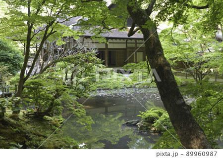 青もみじ　南禅院 89960987