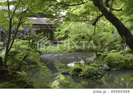 青もみじ　南禅院 89960988