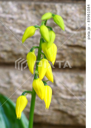 キエビネ キエビネ 89961084