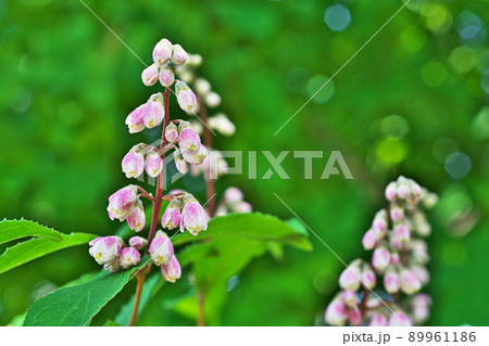白と紫色のサラサウツギの花（春、五月） 89961186