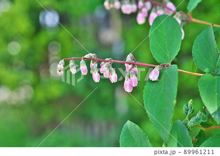 白と紫色のサラサウツギの花(春、五月) 白と紫色のサラサウツギの花(春、五月) 89961211