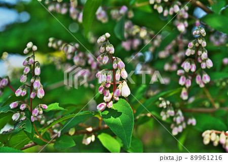 白と紫色のサラサウツギの花(春、五月) 白と紫色のサラサウツギの花(春、五月) 89961216