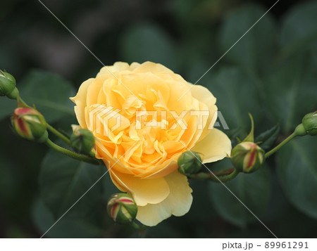 バラ「グラハム・トーマス」 89961291