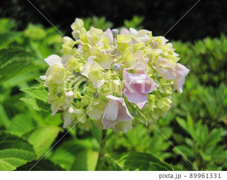 色付き始めた薄紫色の紫陽花 89961331