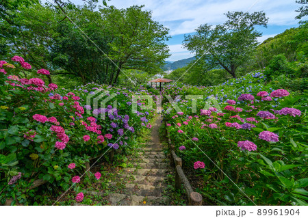 日本一のあじさいの群生地　下田市　下田公園　 89961904