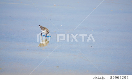 波際で遊ぶ海鳥ハマシギ 89962292
