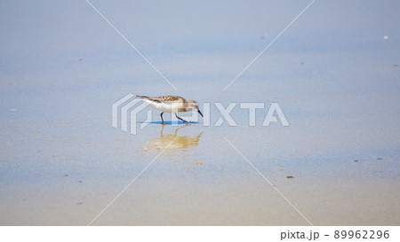 波際で遊ぶ海鳥ハマシギ 89962296