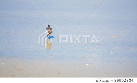 波際で遊ぶ海鳥ハマシギ 波際で遊ぶ海鳥ハマシギ 89962304
