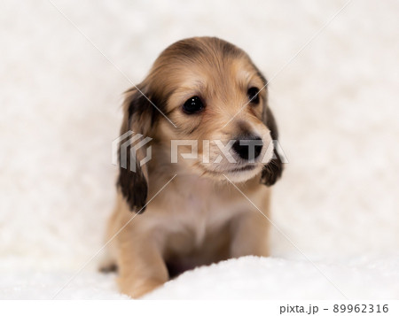 仔犬　カニンヘンダックスフンド 89962316