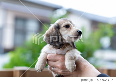 仔犬　カニンヘンダックスフンド 89962317