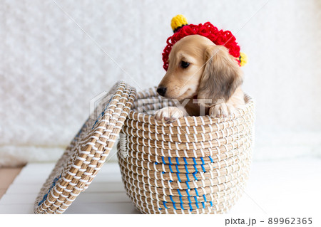 仔犬　カニンヘンダックスフンド 89962365