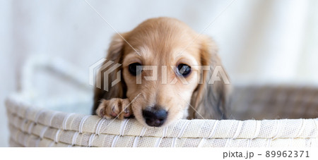 仔犬　カニンヘンダックスフンド 89962371