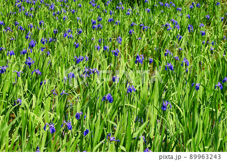 京都 大田神社のカキツバタ（賀茂別雷神社の摂社） 89963243