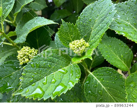 雨の日の紫陽花の蕾 89963244