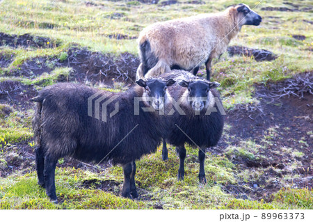 Sheep on the island Heimaey. Vestmannaeyjar Archipelago. Iceland 89963373