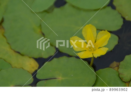 夏の花:アサザ 初夏から夏にかけて、水辺に生えるミツガシワ科の浮葉植物で、黄色い花が咲く。 夏の花:アサザ 初夏から夏にかけて、水辺に生えるミツガシワ科の浮葉植物で、黄色い花が咲く。 89963902