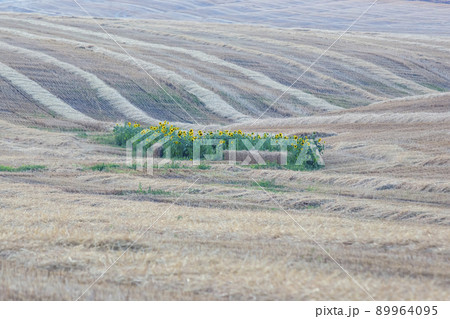 Large field of blooming sunflowers in sunlight. Agronomy, agriculture and botany. 89964095