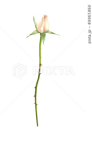 White Rose Stem Composition White Rose Stem Composition 89965860
