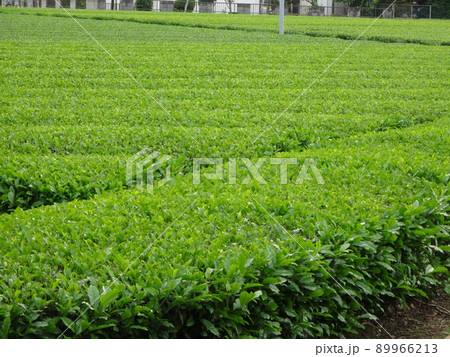狭山のお茶畑 狭山のお茶畑 89966213