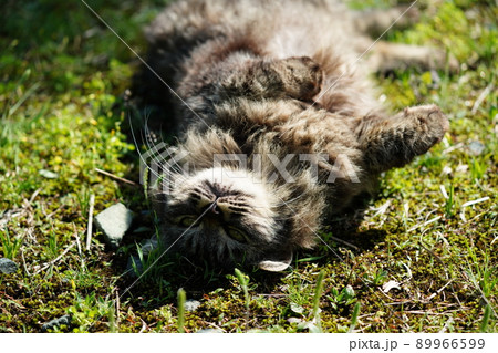 見た目は怖そうな野良猫の可愛いキジトラメスは甘えん坊さん 89966599