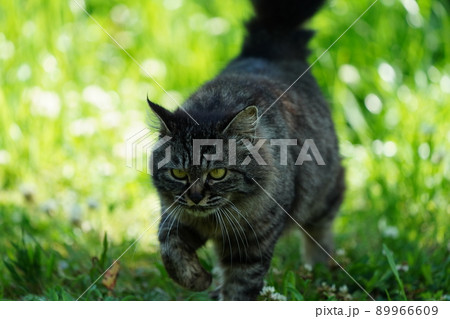 見た目は怖そうな野良猫の可愛いキジトラメスは甘えん坊さん 89966609