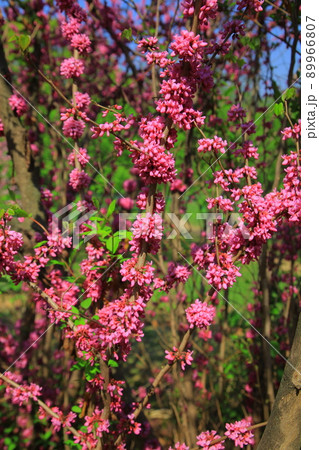 チューリップ ライラック さくらんぼの花 89966807