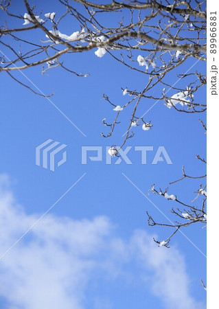 冬の晴れた日の一本の樹木と青空 冬の晴れた日の一本の樹木と青空 89966881