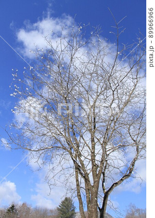 冬の晴れた日の一本の樹木と青空 89966966