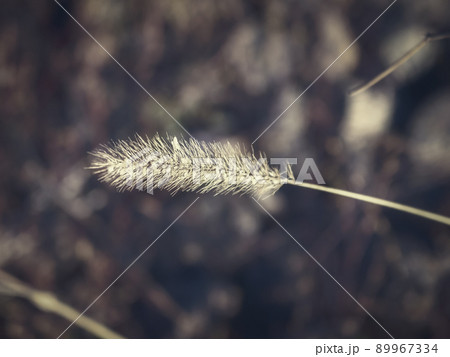 Dog tail grass macro close-up outdoors on dark grass background Dog tail grass macro close-up outdoors on dark grass background 89967334