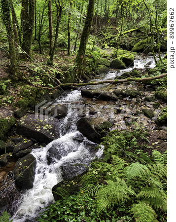 Kennall river - Kennall Vale Reserve, Cornwall, UK 89967662
