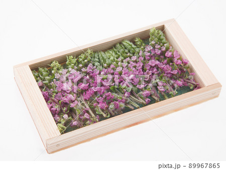 穂紫蘇 花穂紫蘇 穂紫蘇 花穂紫蘇 89967865