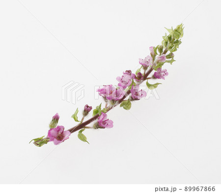 穂紫蘇 花穂紫蘇 穂紫蘇 花穂紫蘇 89967866