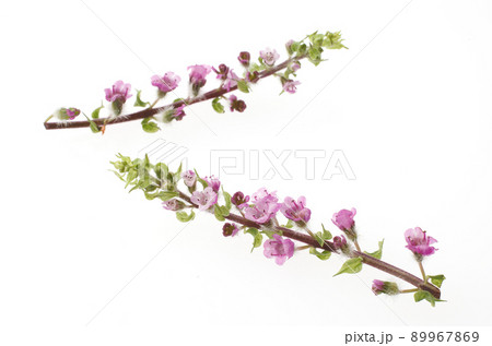 穂紫蘇 花穂紫蘇 穂紫蘇 花穂紫蘇 89967869
