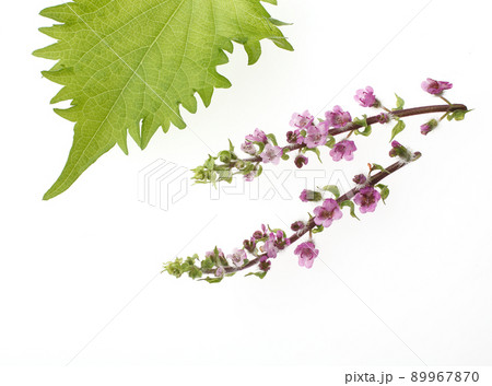 穂紫蘇 花穂紫蘇 穂紫蘇 花穂紫蘇 89967870