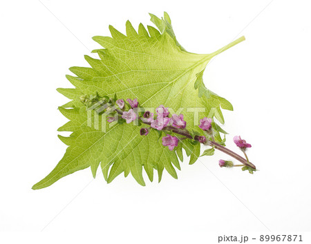 穂紫蘇 花穂紫蘇 穂紫蘇 花穂紫蘇 89967871