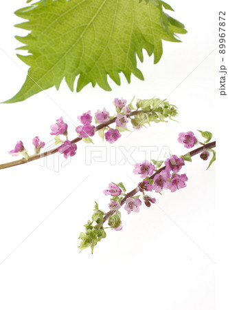 穂紫蘇　　花穂紫蘇 89967872