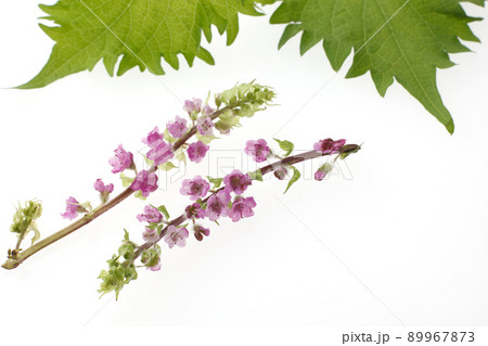 穂紫蘇　　花穂紫蘇 89967873