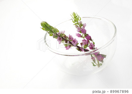 穂紫蘇 花穂紫蘇 穂紫蘇 花穂紫蘇 89967896